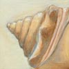 Thumbnail Picture of Cone Shell Two
